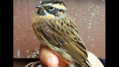 Karaboğazlı dağbülbülü