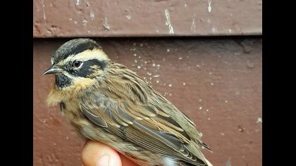 Karaboğazlı dağbülbülü