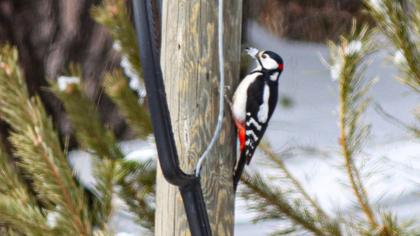 Orman alaca ağaçkakanı