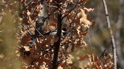 Akyanaklı baştankara