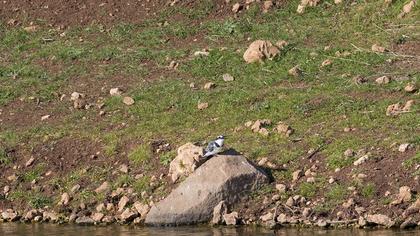 Alaca yalıçapkını