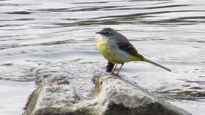 Dağ kuyruksallayanı