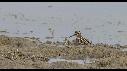 Küçük suçulluğu