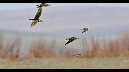 Karakarınlı kumkuşu