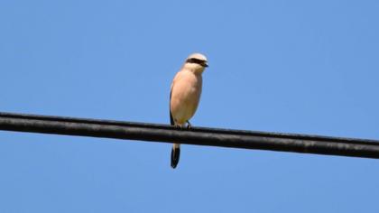 Kızılsırtlı örümcekkuşu