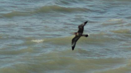 Kütkuyruklu korsanmartı