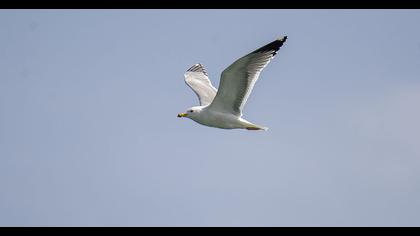 Van gölü martısı