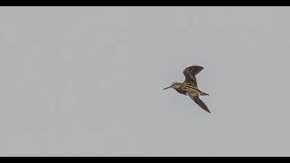 Küçük suçulluğu