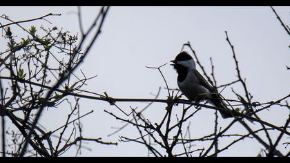 Akyanaklı baştankara