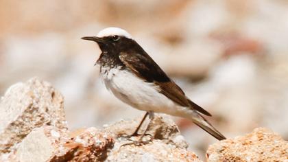 Keşiş kuyrukkakanı