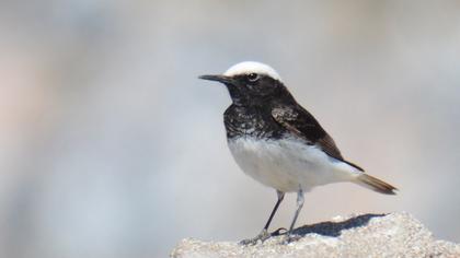 Keşiş kuyrukkakanı