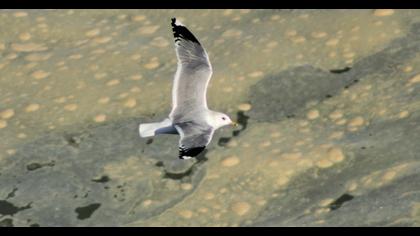 Küçük gümüş martı