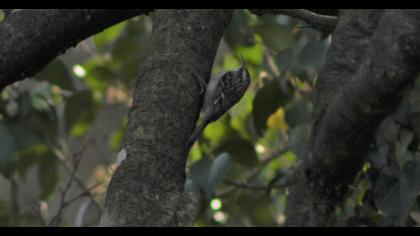 Orman tırmaşıkkuşu