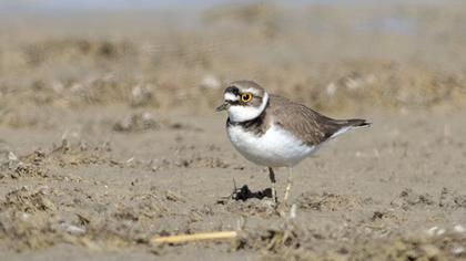 Halkalı küçük cılıbıt