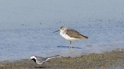 Bataklık düdükçünü