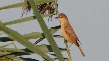 Büyük kamışçın