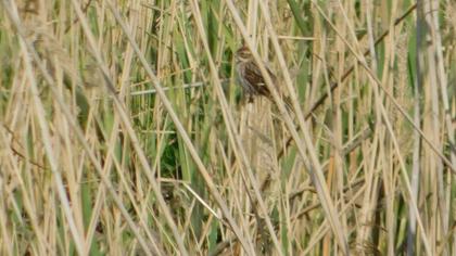 Bataklık Kirazkuşu