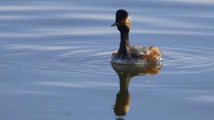 Karaboyunlu batağan