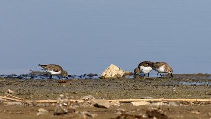 Karakarınlı kumkuşu