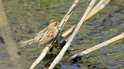 Bataklık Kirazkuşu