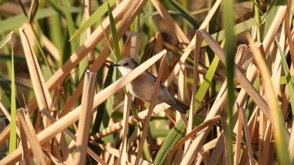 Küçük akgerdanlı ötleğen