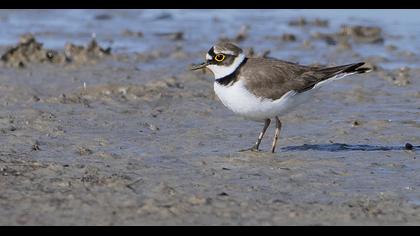 Halkalı küçük cılıbıt