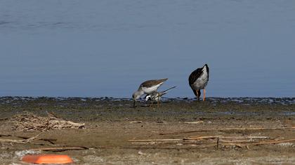Bataklık düdükçünü