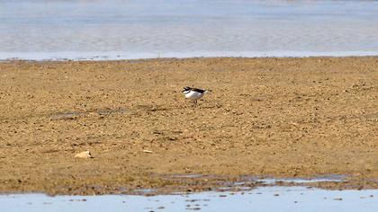 Halkalı küçük cılıbıt