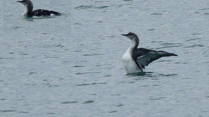 Karagerdanlı dalgıç