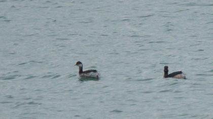 Karaboyunlu batağan