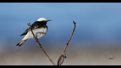 Keşiş kuyrukkakanı