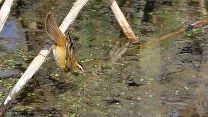 Kındıra kamışçını