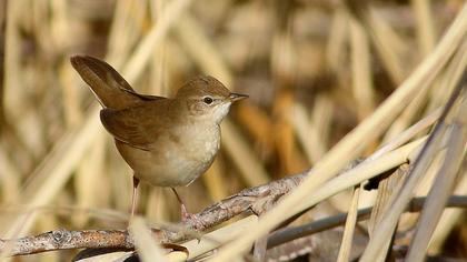 Bataklık kamışçını