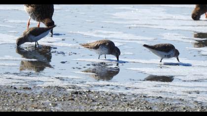 Karakarınlı kumkuşu