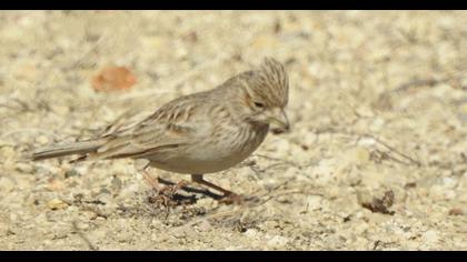 Türkistan çorak toygarı