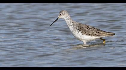 Bataklık düdükçünü