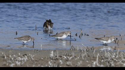 Karakarınlı kumkuşu