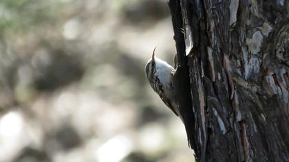 Bahçe tırmaşıkkuşu