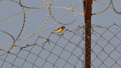 Sarı kuyruksallayan