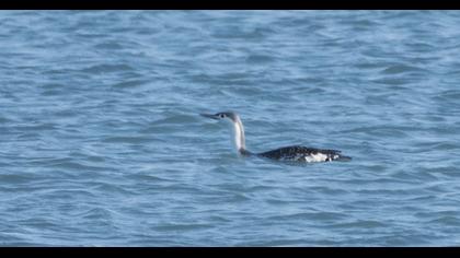 Kızılgerdanlı dalgıç