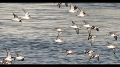 Karakarınlı kumkuşu