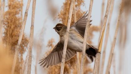 Bataklık Kirazkuşu