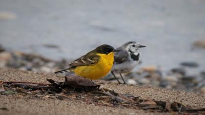 Sarı kuyruksallayan