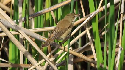 Çalı kamışçını
