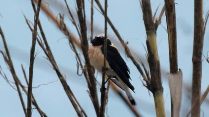 Karakulaklı kuyrukkakan