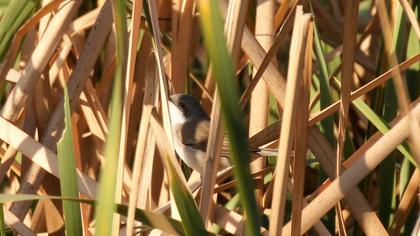 Küçük akgerdanlı ötleğen