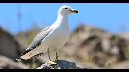 Van gölü martısı