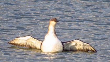 Karagerdanlı dalgıç