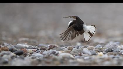 Keşiş kuyrukkakanı