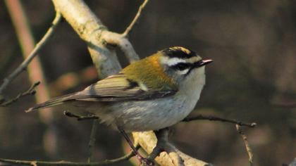 Sürmeli çalıkuşu